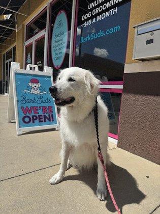 BarkSuds