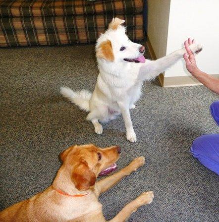 Pet Peeves Dog, Cat, Horse and Bird Training