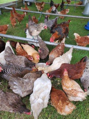 Vitoria Farms