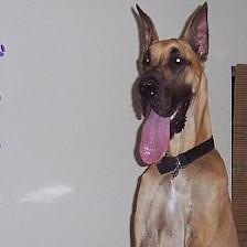 Dogs R Us Hotel