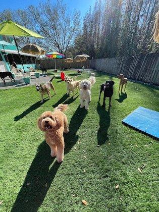 Water Bowl Oasis LLC Dog Boarding & Daycare