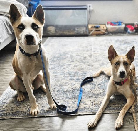 Aidas Haven K9 Solutions