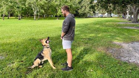 Zack's Pack Dog Training