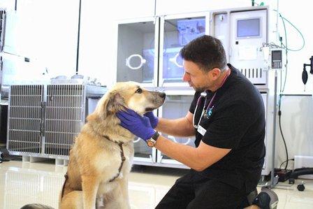 Epic Specialty & Emergency Pet Care - Tampa Pet ER