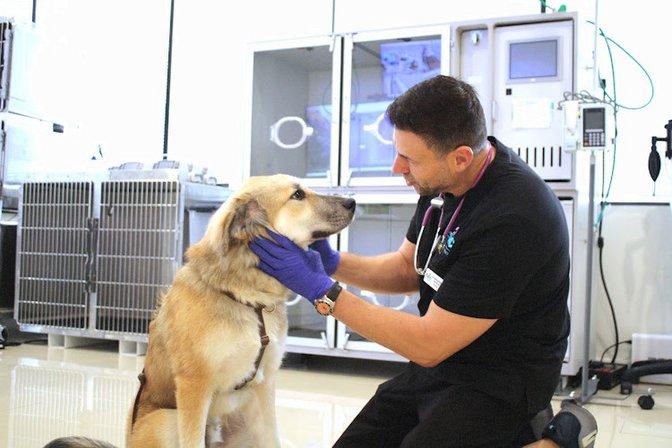 Epic Specialty & Emergency Pet Care - Tampa Pet ER