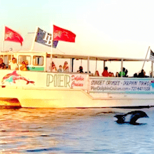 Pier Dolphin Cruises