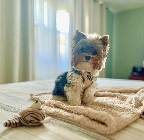 All Pet Care