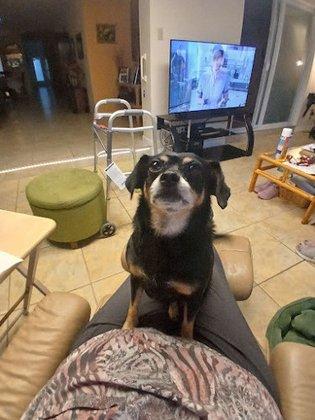 Very Important Pooch Spa LLC