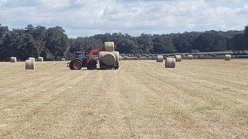 Big Scrub Land and Cattle LLC