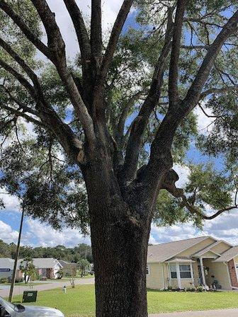 IKES TREE SERVICE