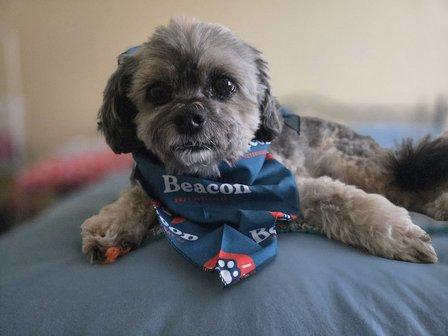 Beacon Emergency Veterinary Hospital