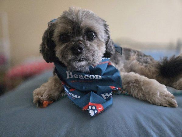 Beacon Emergency Veterinary Hospital