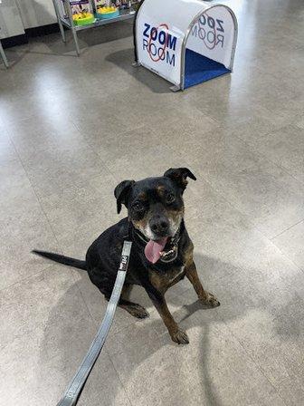 Zoom Room Dog Training