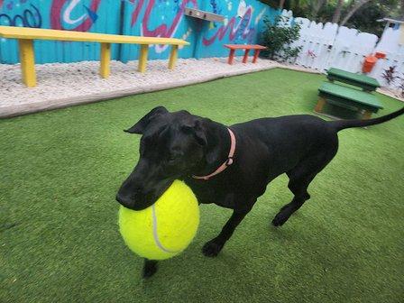 Pet's Best Friend of Tampa Bay, Inc.