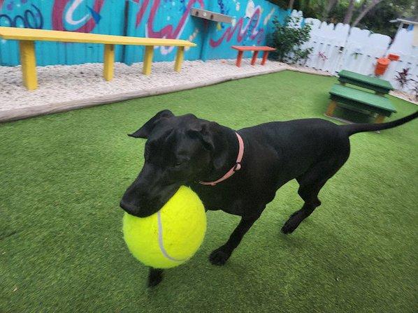 Pet's Best Friend of Tampa Bay, Inc.