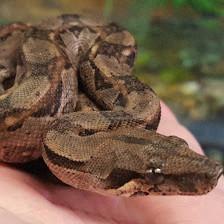 Species Pet Supply