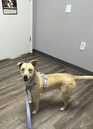 Riverview Veterinary Hospital
