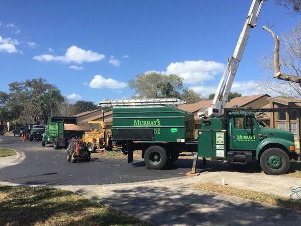Murray's Tree Service