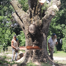 Joe's Tree Service Inc