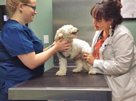 Ehrlich Animal Hospital & Arthritis Therapy Center