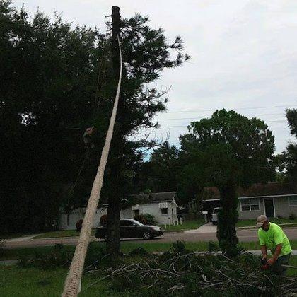 Dave & Jo's Tree Service