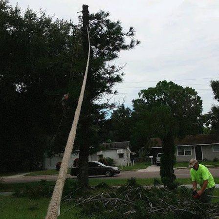 Dave & Jo's Tree Service