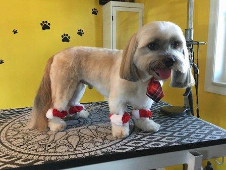 A Fancy Pet Salon & Spa,LLC