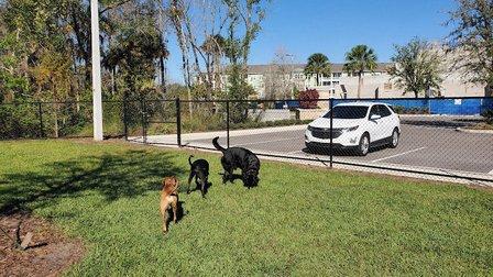 New Tampa Dog Park