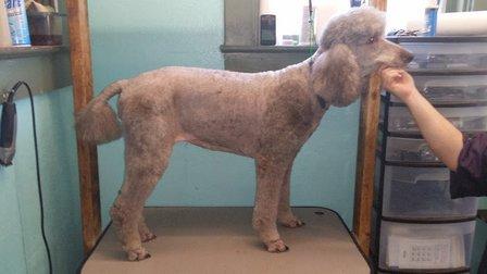 Low Cost Grooming