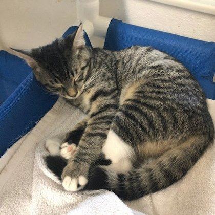 Critter Adoption and Rescue Effort (CARE)