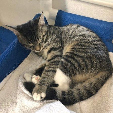 Critter Adoption and Rescue Effort (CARE)