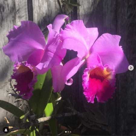 The Midnite Garden