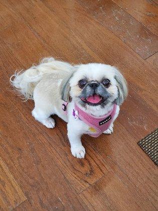 Dog Grooming Tampa LLC