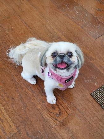Dog Grooming Tampa LLC