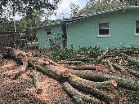 Panorama Tree Care