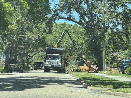 St Pete Tree Service