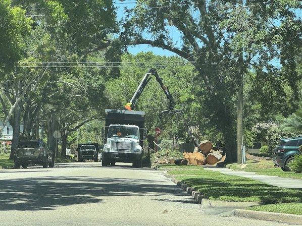 St Pete Tree Service