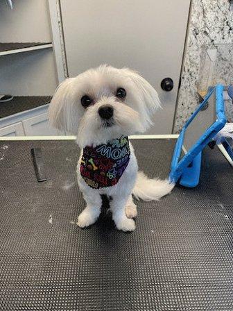 Prada's Mobile Pet Salon