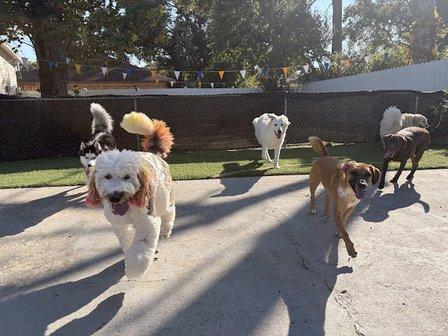 PupStreet Hotel & Spa