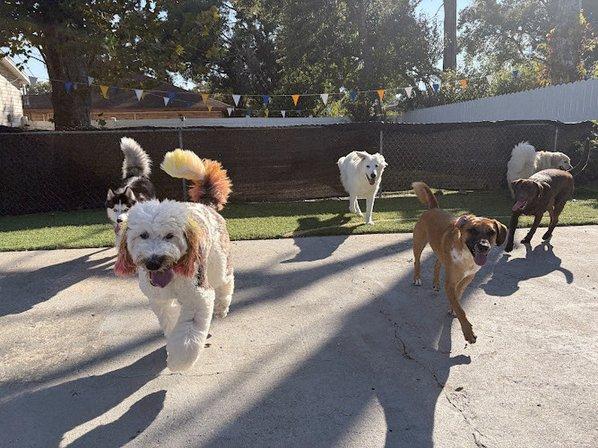 PupStreet Hotel & Spa