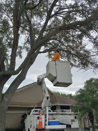 A.T.& Trees LLC