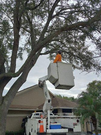 A.T.& Trees LLC