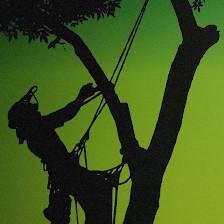 Timber Kings Tree Service