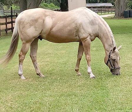 Pine Creek Ranch - Bartow, FL