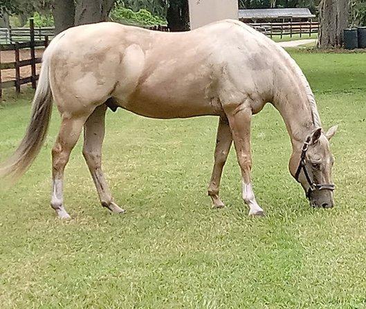 Pine Creek Ranch - Bartow, FL