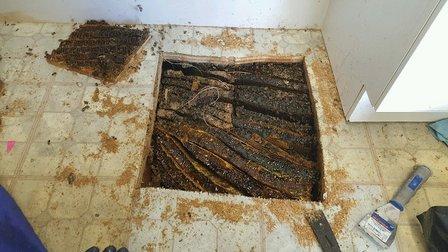 Bee Serious Bee Removal