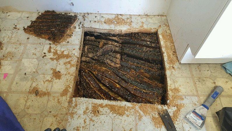 Bee Serious Bee Removal