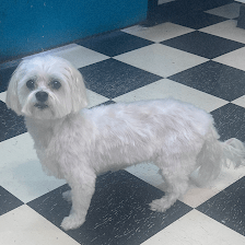 All Around Pet Care