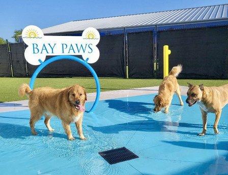 Bay Paws Pet Resort - Wesley Chapel