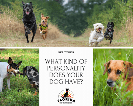 Florida Dog Training School - Wesley Chapel Dog Trainer